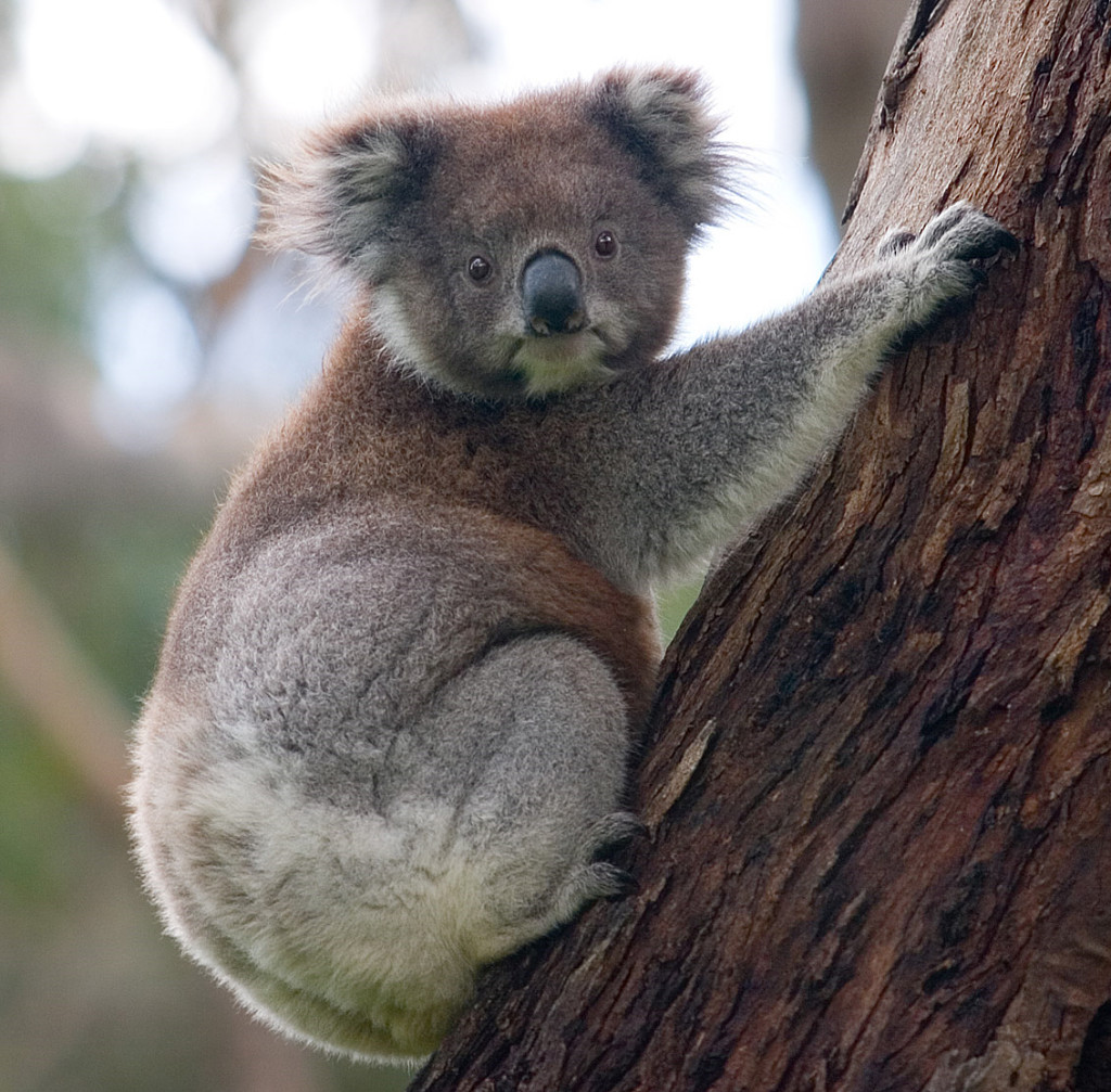 Australian mammal species disappearing at alarming rate