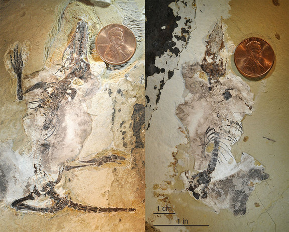 agilodocodon mammal fossil