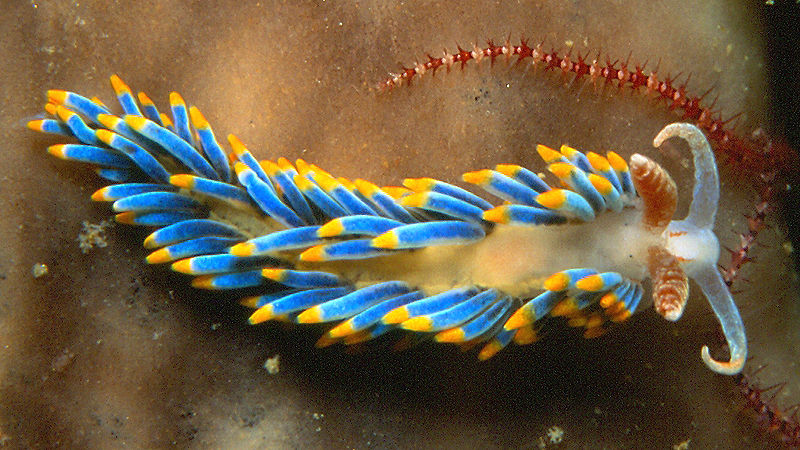 Sea Slugs migrate to north California as climate change intensifies