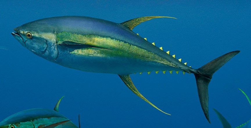 Study finds 4% yearly rise of Mercury concentration in Hawaiian Pacific Yellowfin Tuna Fish
