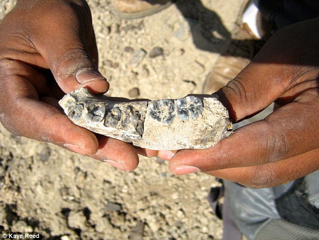 Jawbone Fossil Reveals First Man Lived 28 Million Years Ago