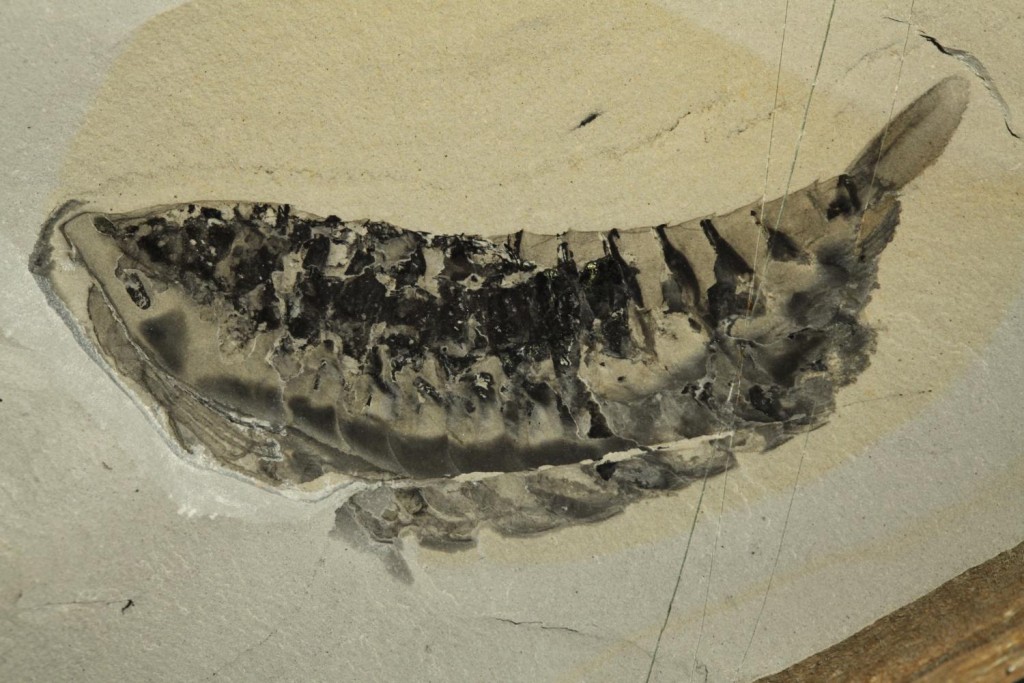 4 eyed lobster like fossil at Marble Canyon Site in Canada Yawunik kootenayi
