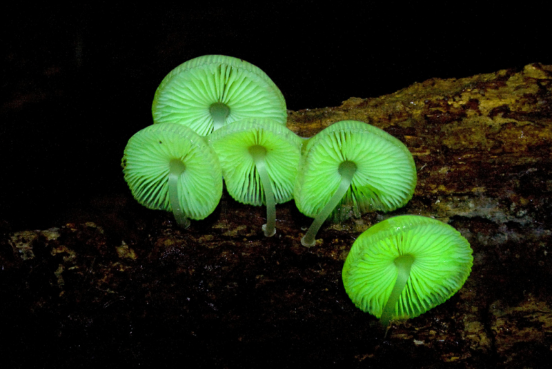Scientists Unravel the mystery of The Glowing Mushroom