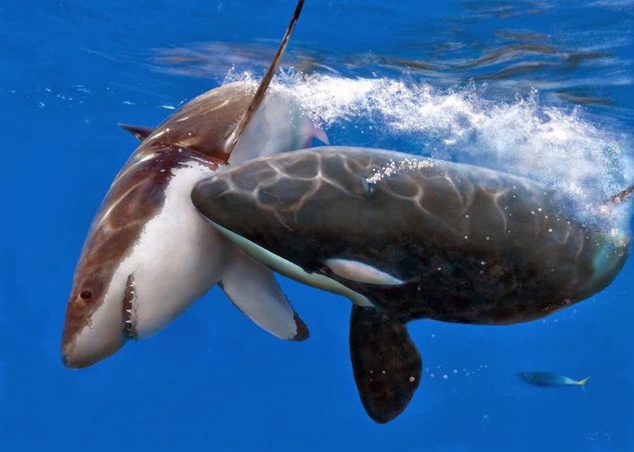 Ships are causing big problems for killer whales: study