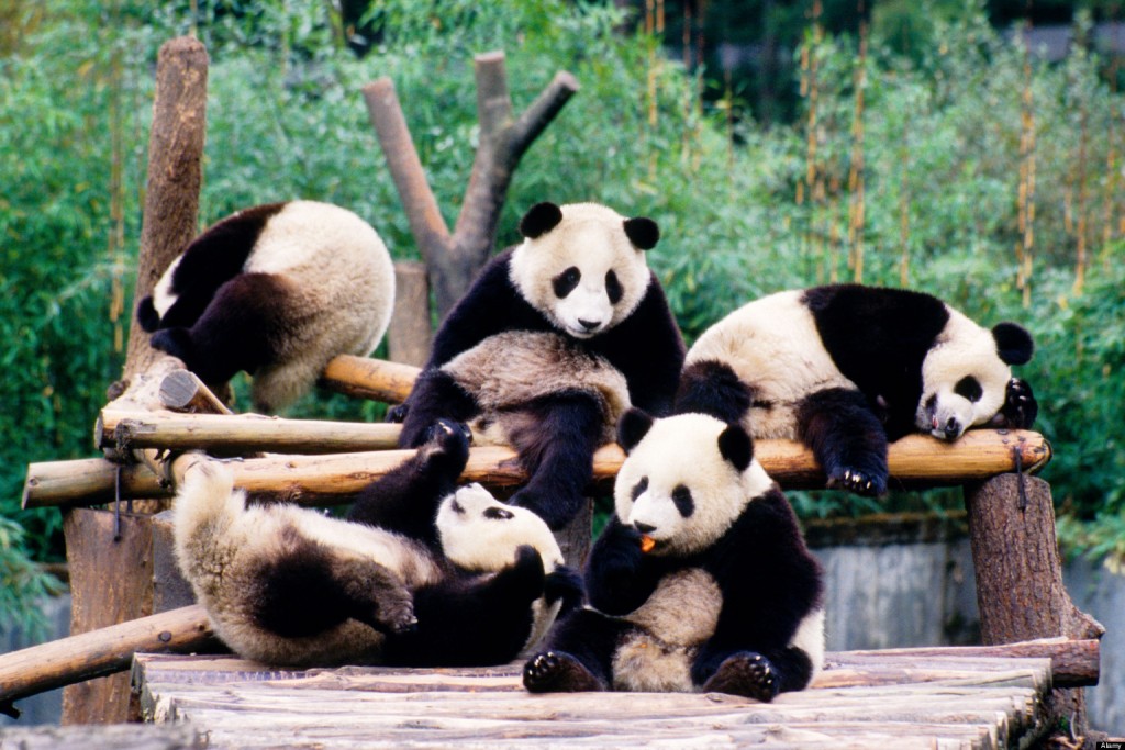 Pandas are social animals, they love to hang out together in the wild