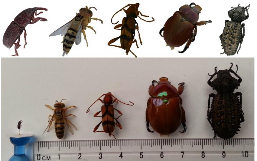 A German engineering firm develops 3D printed insect models