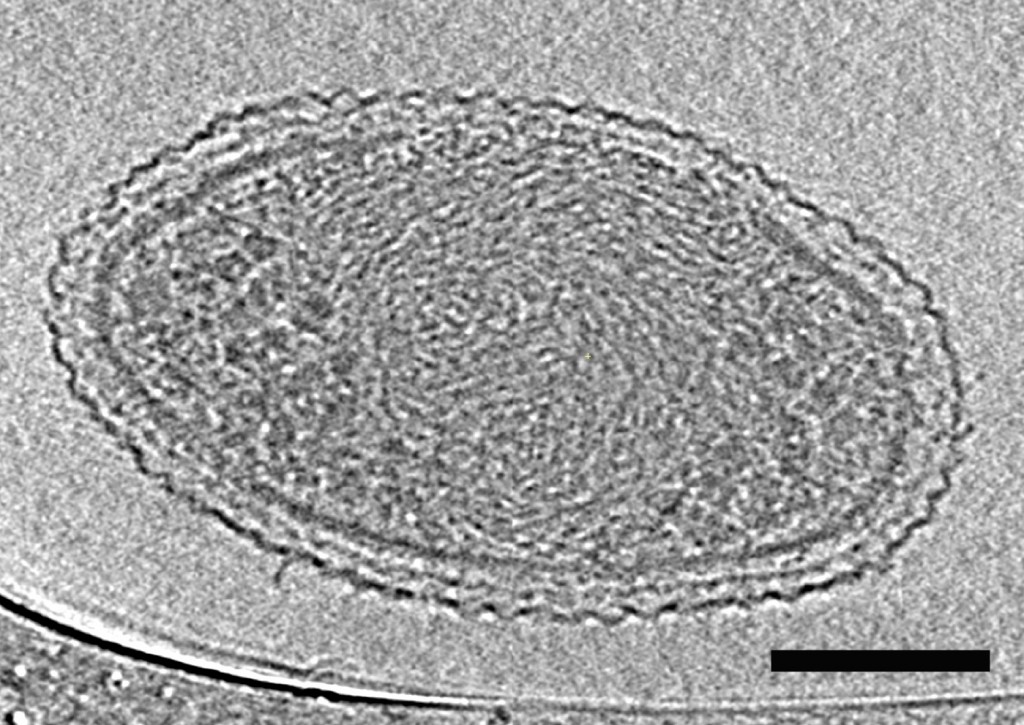 smallest_bacteria1