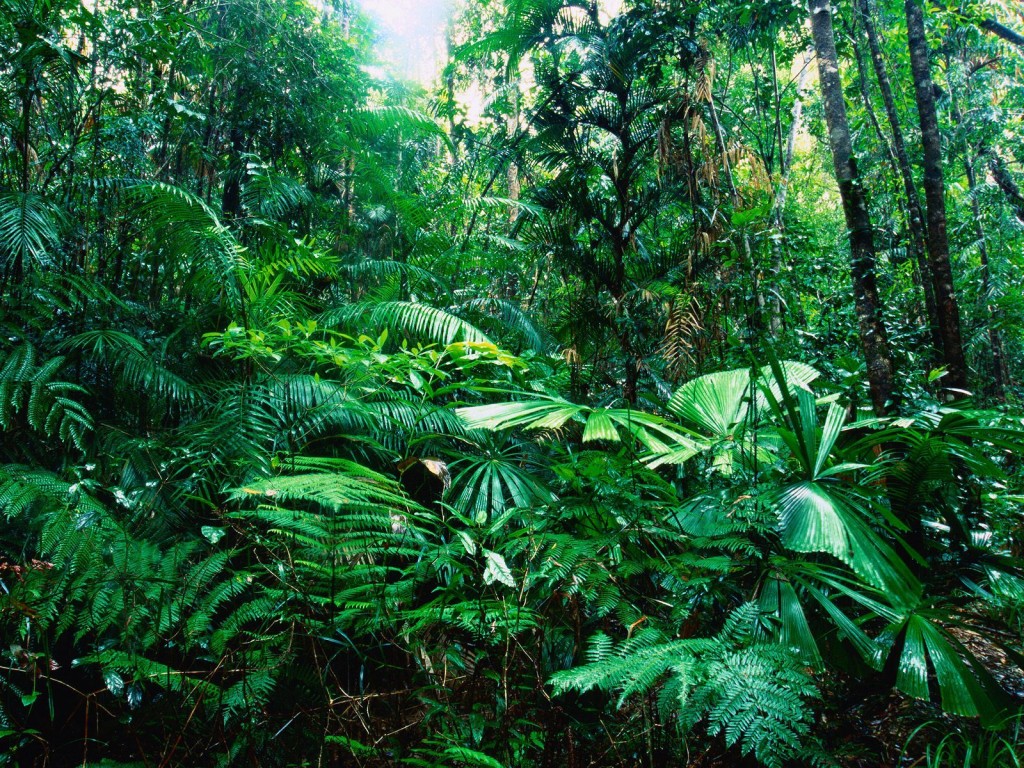 tropical-rainforest