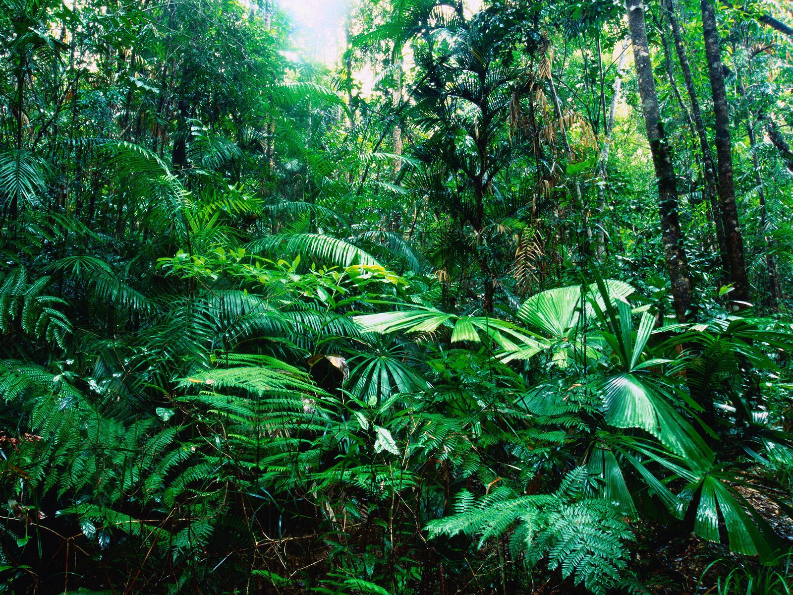 Plant species face global extinction, new ones found with Facebook