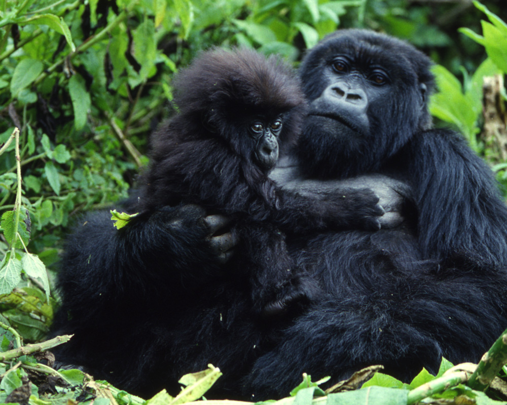 New study says inbreeding helped African mountain gorillas survive and flourish