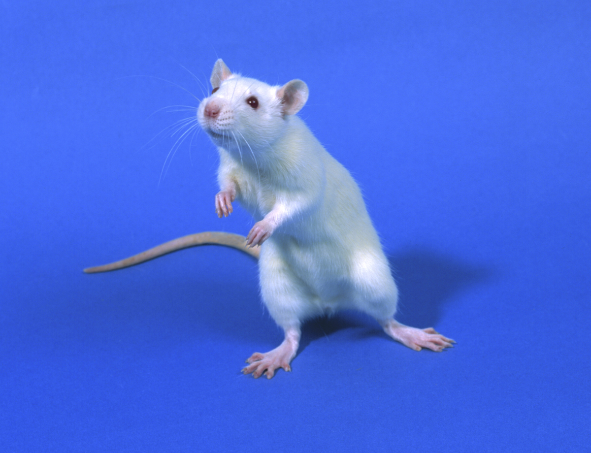 Scientists hack the brain of a rat