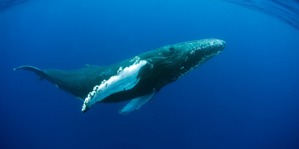 NOAA to delist majority of Humpback Whales species from endangered list