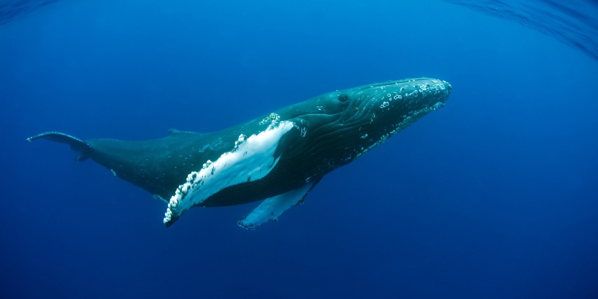 Most humpback whales to be removed from endangered species list, others remain