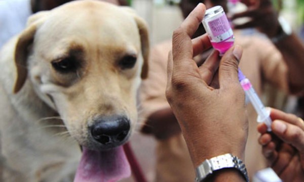 Rabies-vaccination