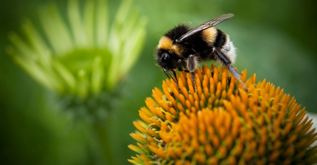 Study says Nicotine-laced Pesticide making bumblebees and honeybees addicted