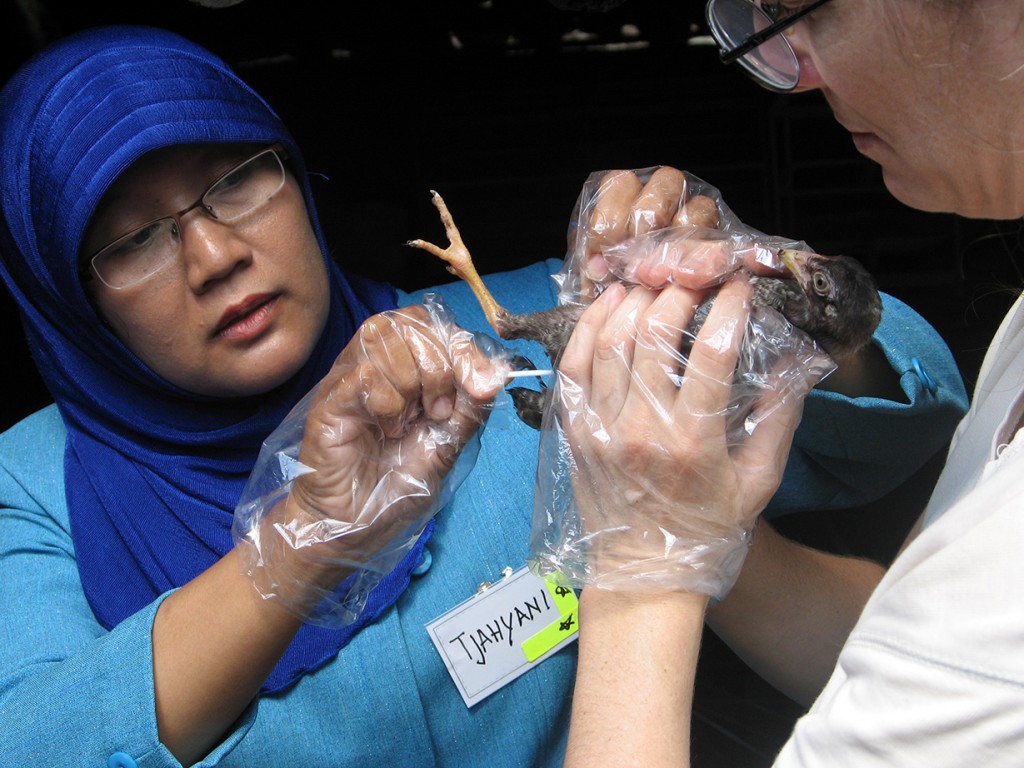 U.S. Department of Agriculture arrives in Minnesota to check root of rising cases of bird flu