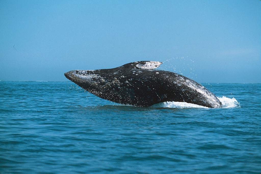 gray whale