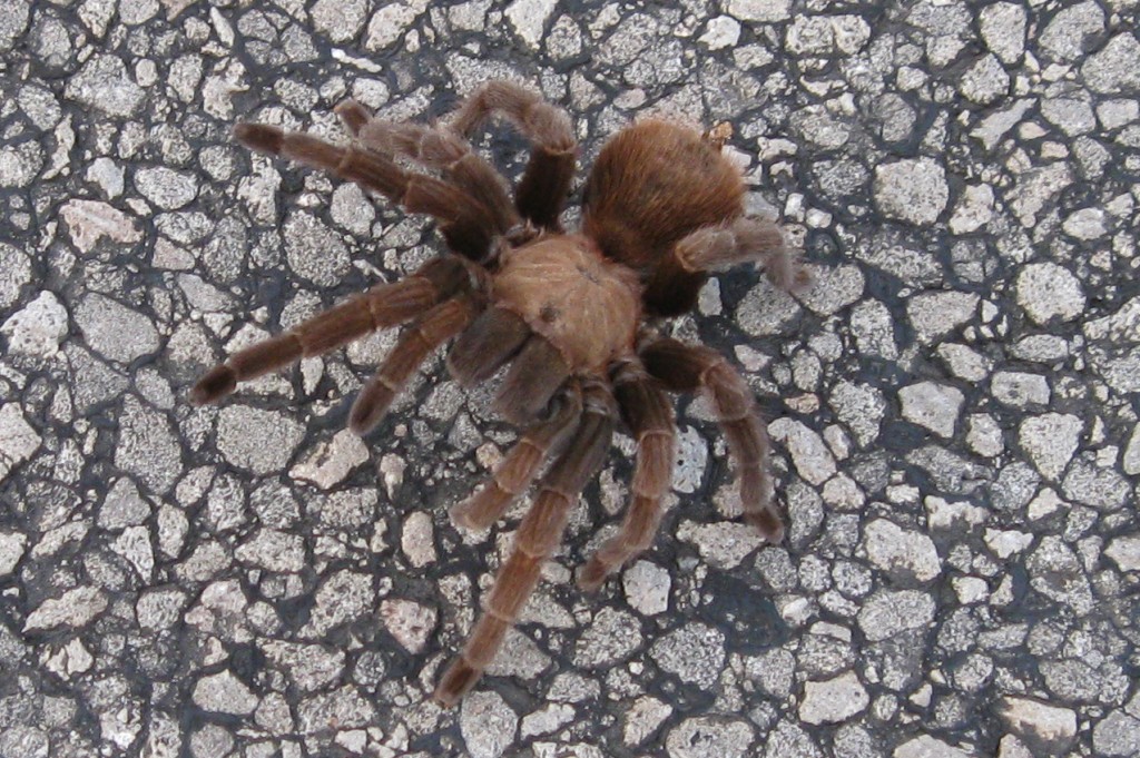 texas brown tarantulas