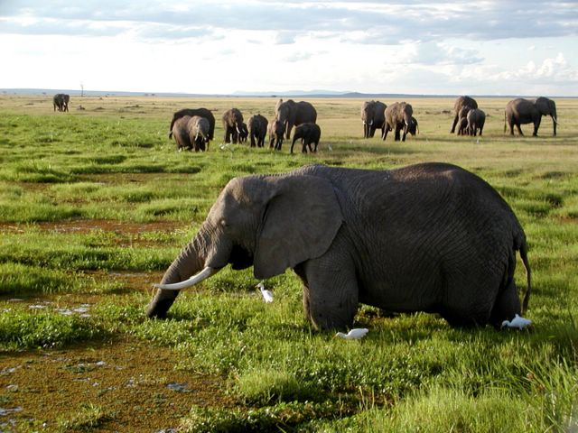 African-Elephants-Largest-herbivore