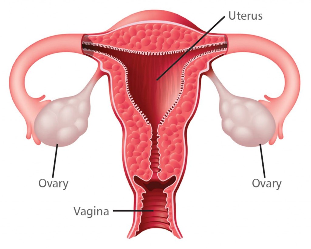 Ovarian Anatomy diagnosis ovarian cancer