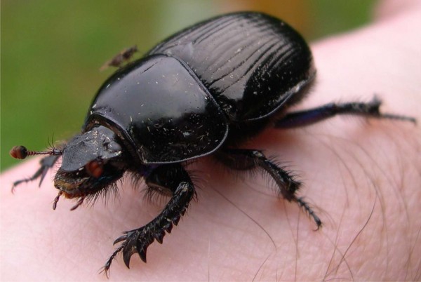 dor_beetle