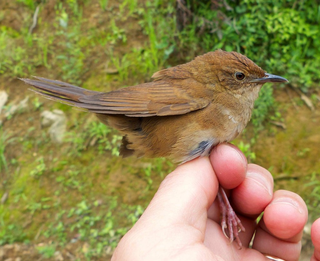 A new bird species-Sichuan Bush Warbler discovered in China