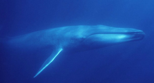 Huge discovery about blue whales surprises scientists