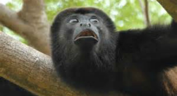 Here’s the embarrassing secret Howler Monkeys are hiding