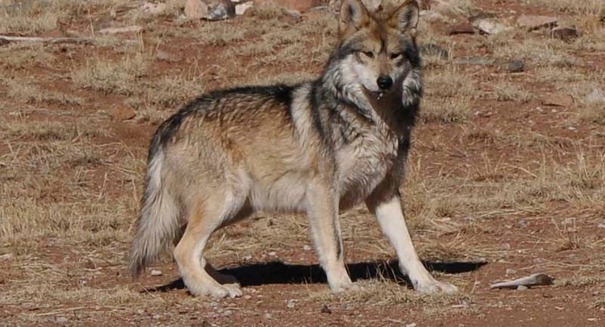 Scientists amazed to find wolves in Chernobyl running wild