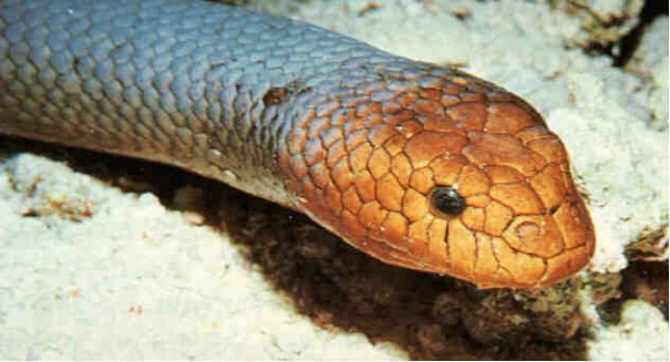 Rare sea snake spotted for the first time in 15 years