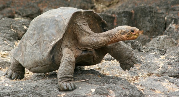 Yale scientists intend to resurrect extinct species of Galapagos tortoise