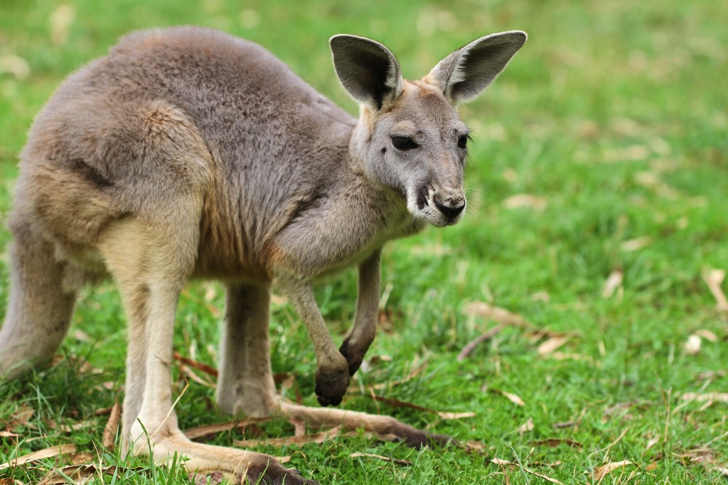 Australian teen accused of ISIS plot using kangaroo stuffed with bombs