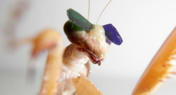 Here’s the bizarre reason scientists made tiny 3D glasses for a praying mantis