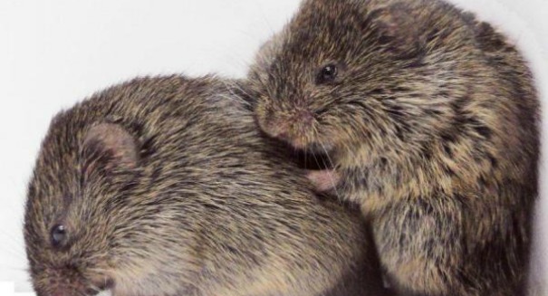 This animal is changing the way scientists think about autism research