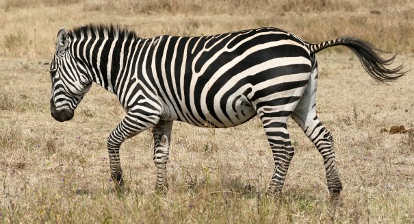 Scientists have made a big discovery on Zebra stripes