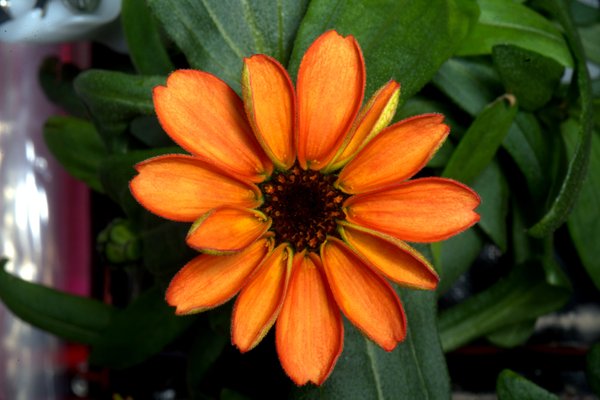 Flowers in space blooming on International Space Station