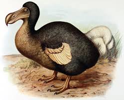 Extinct dodo birds might not have been as dumb as we think