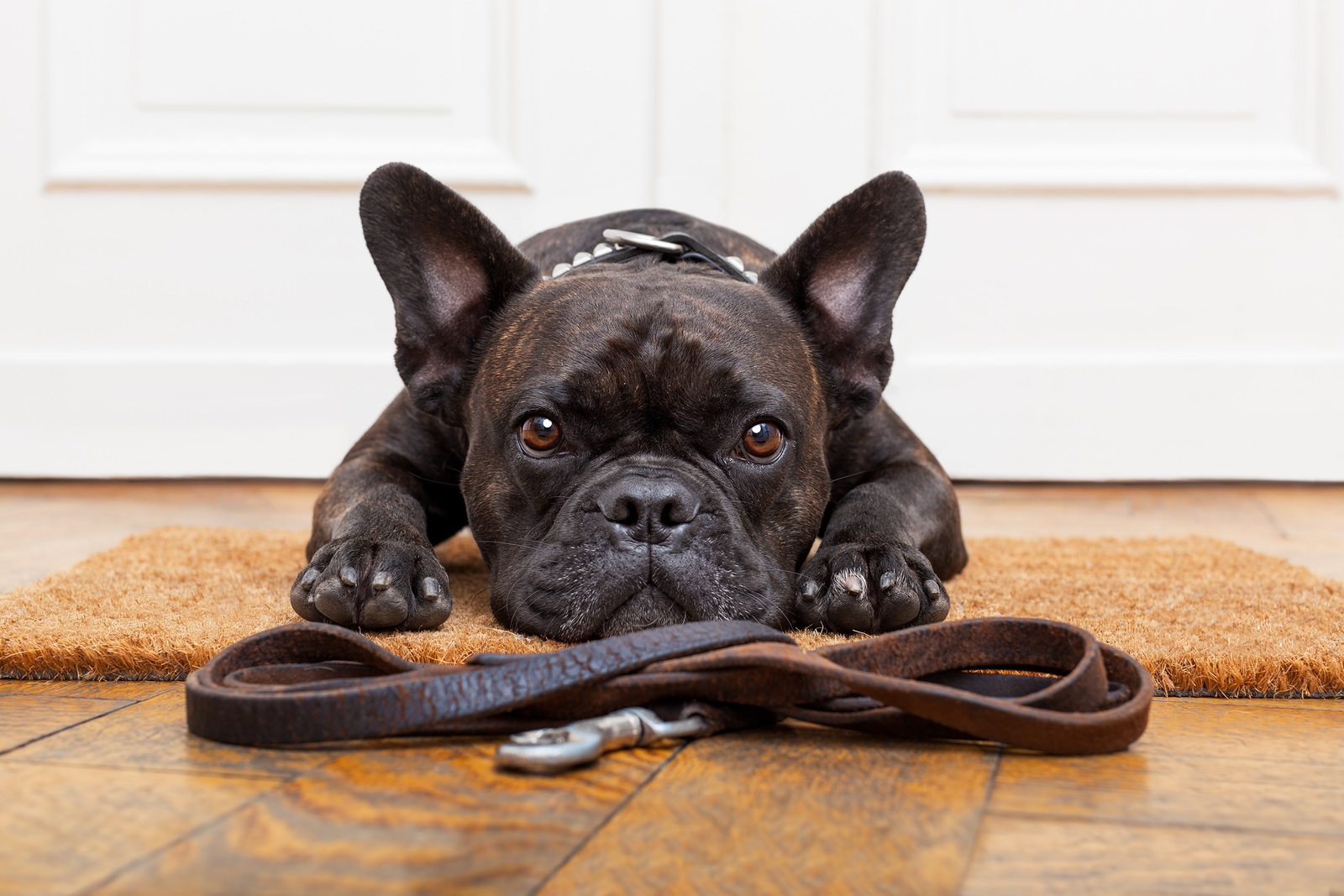 New study: Dogs read facial expressions just like humans