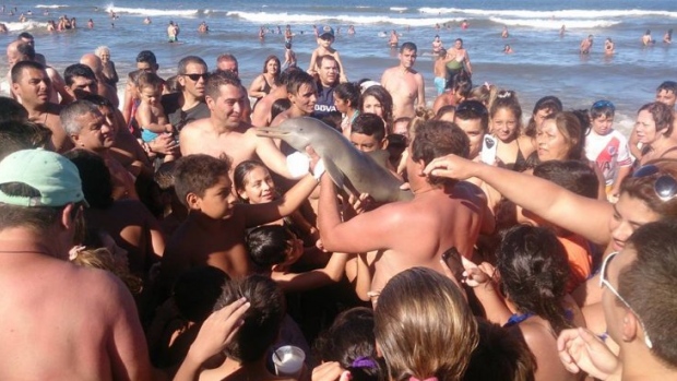 Rare baby dolphin mobbed for selfies, then left to die in the mud