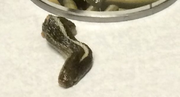 Snake head found in can of green beans