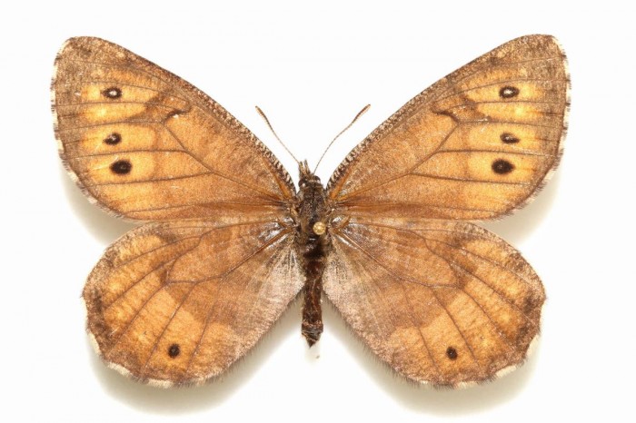 Alaska butterfly hybrid provides a link to geological past