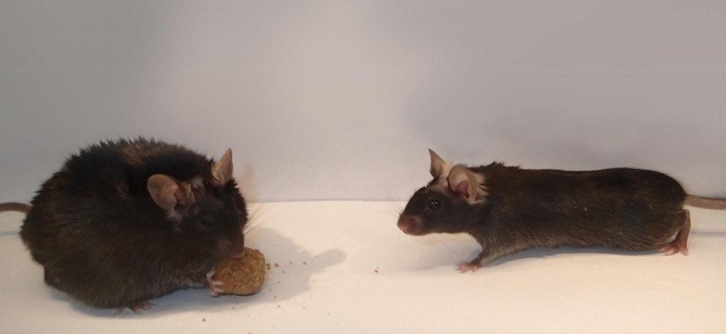 New insights discovered on a “no need to eat more” switch in the brain.