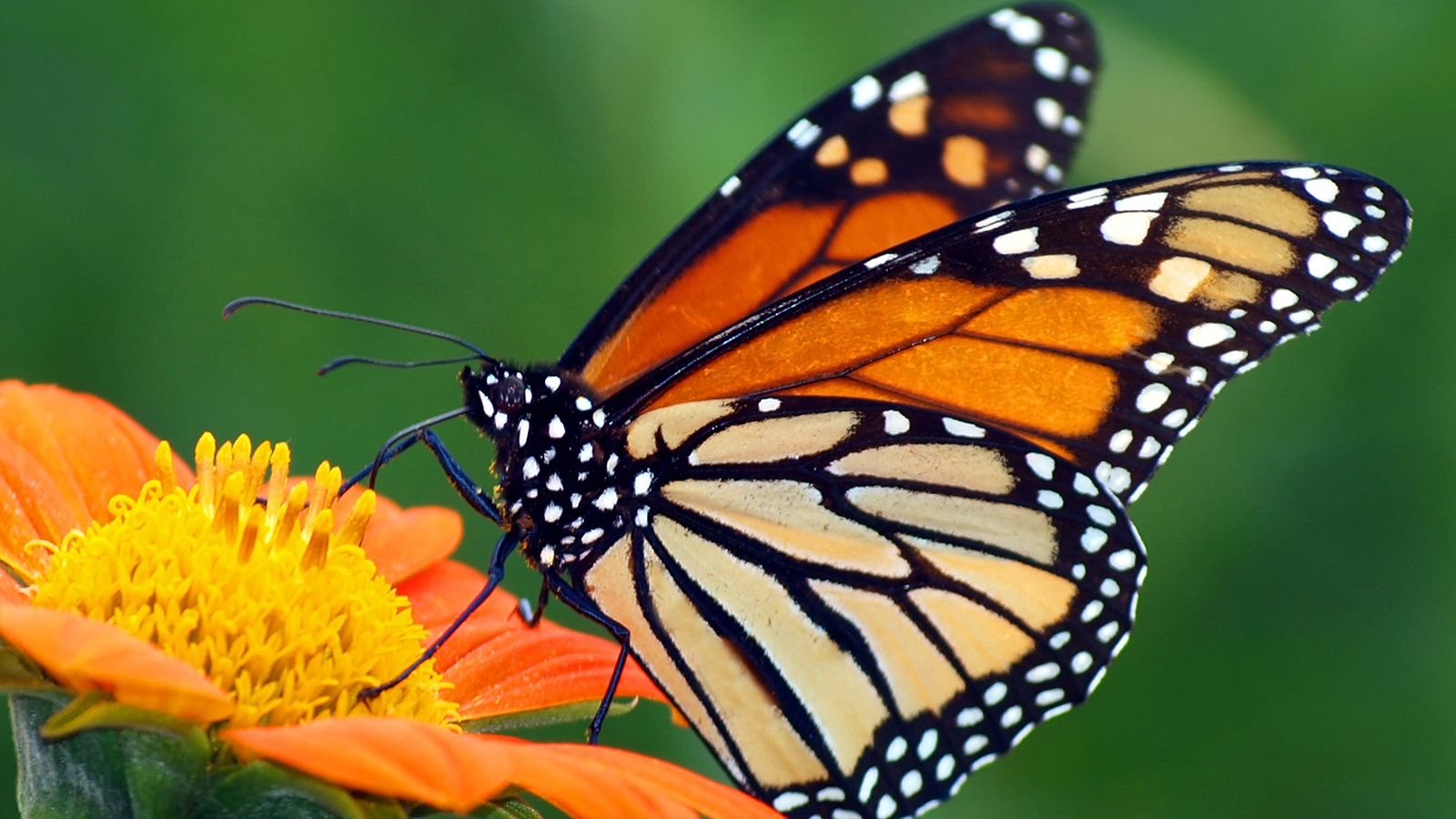 Monarch butterflies are making a big comeback in their winter habitat in Mexico
