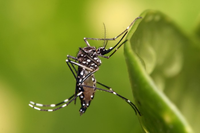 CDC advises sexual inactivity if returning, visiting Zika regions