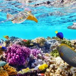 Is the Great Barrier Reef now extinct?