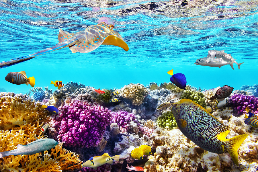 Great Barrier Reef under threat from climate change new study