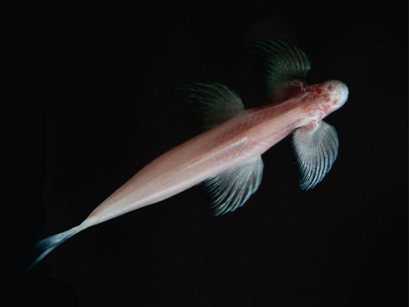 Blind cave fish that walks on land could be missing link to creatures who crawled out of primordial ooze [VIDEO]
