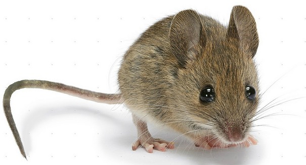 New study: Mice show space travel could cause liver damage