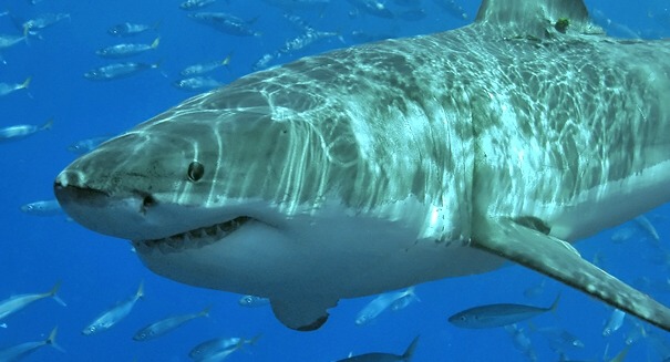 New study shows human limbs may have evolved from sharks