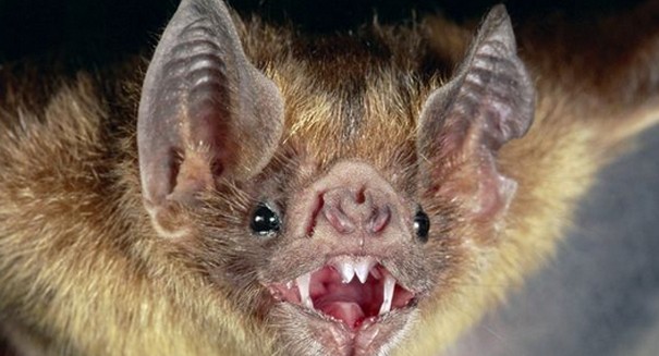Scary news for bats, white-nose seems to be spreading
